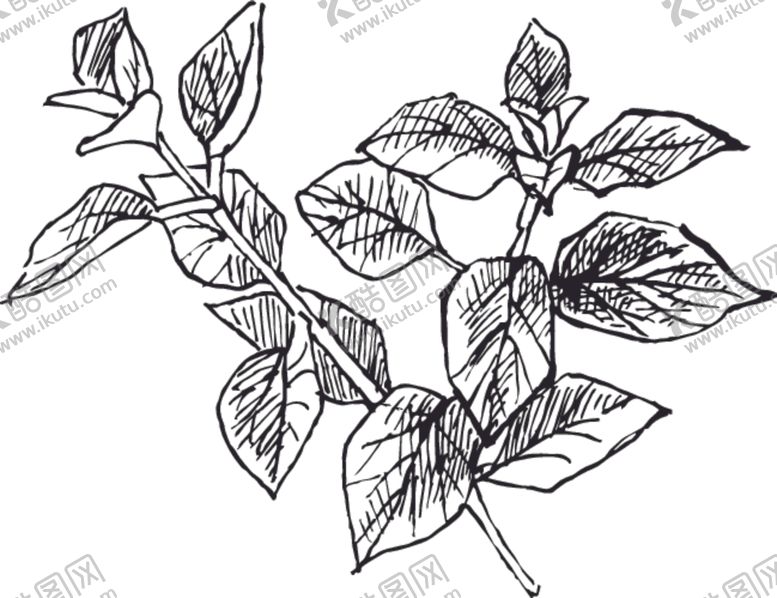 编号：15621707060346087888【酷图网】源文件下载-素描鲜花