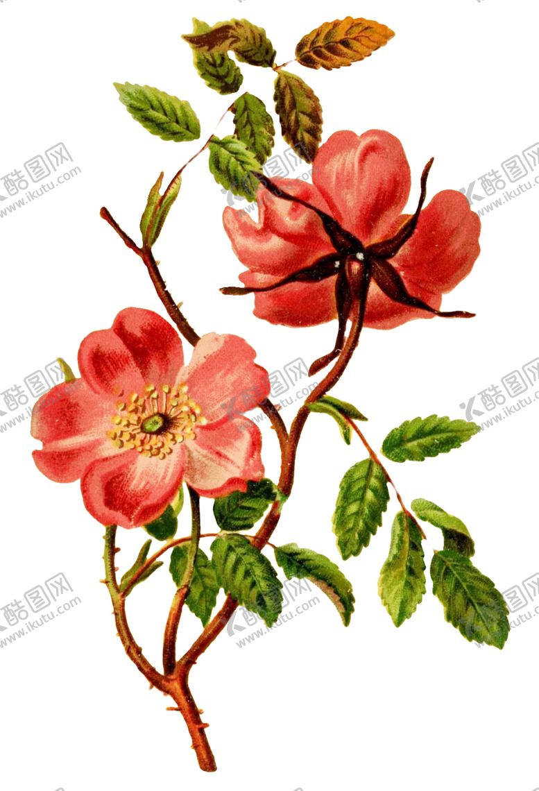 编号：61171806191618534527【酷图网】源文件下载-复古鲜花植物装饰图案