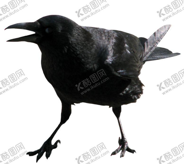 编号：63806305180925542528【酷图网】源文件下载-乌鸦