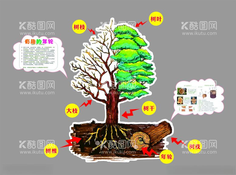 编号：51338112192240239362【酷图网】源文件下载-树的年轮