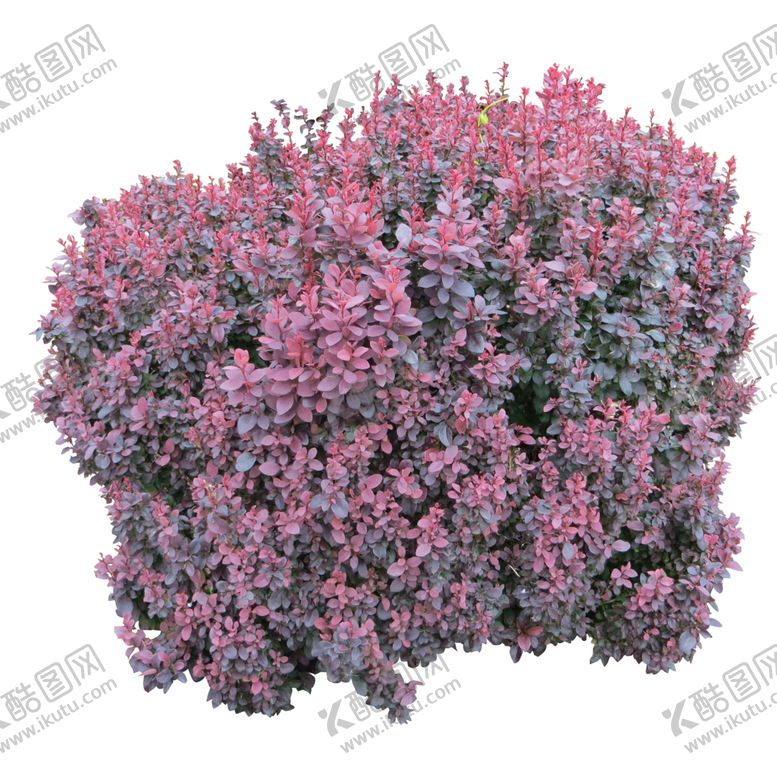 编号：97332406250338261079【酷图网】源文件下载-小清新植物