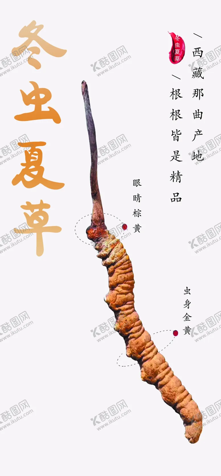 编号：66667606291358069783【酷图网】源文件下载-冬虫夏草