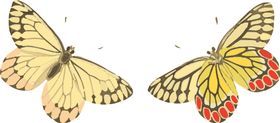 蝴蝶昆虫插画