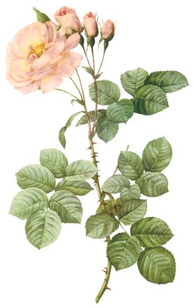 植物花卉油画装饰画