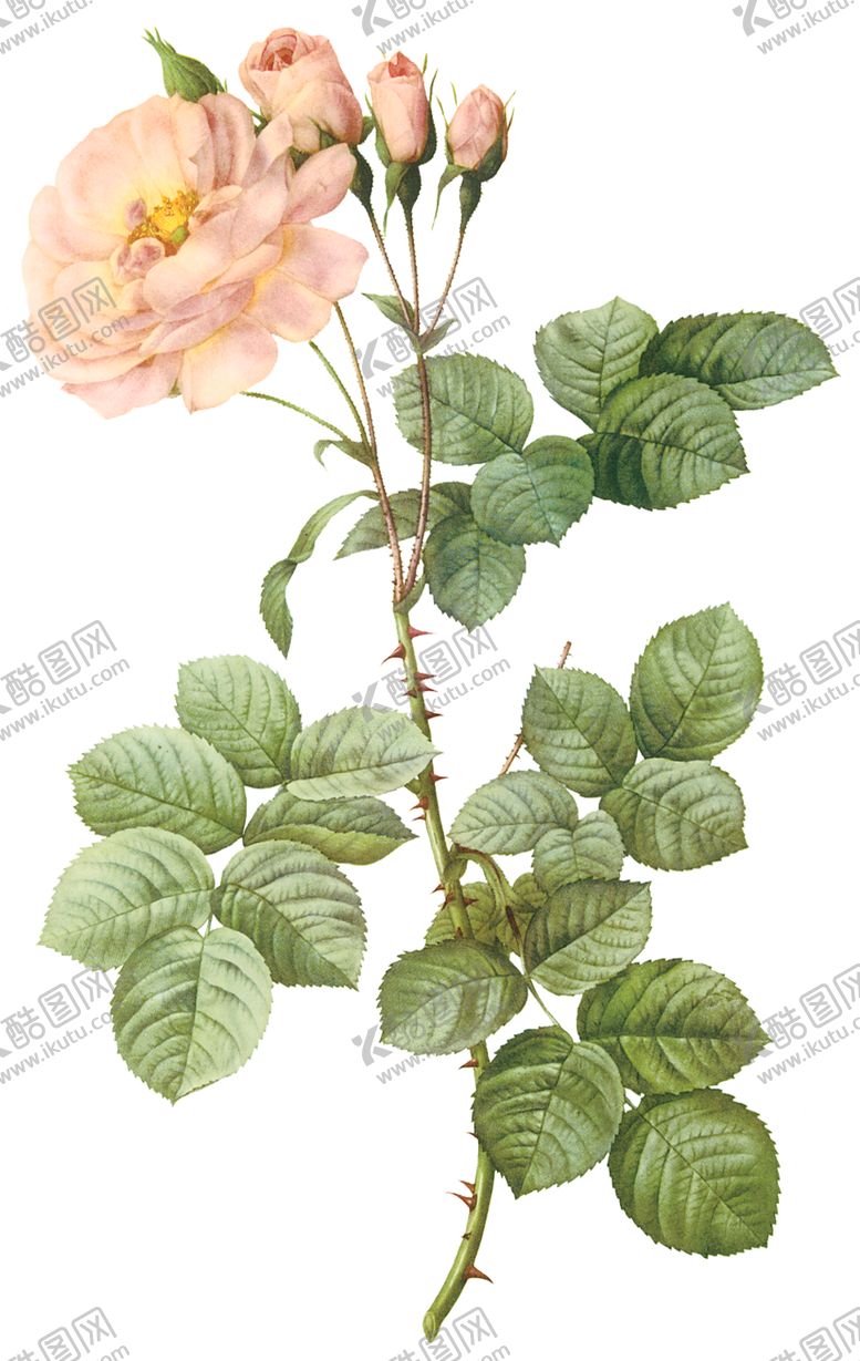 编号：50346209221059359496【酷图网】源文件下载-植物花卉油画装饰画