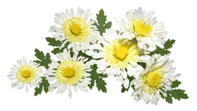鲜花朵卉素材免扣素材观赏卉
