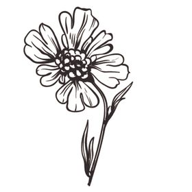 素描绘画植物花朵