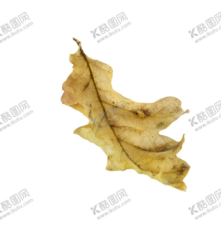 编号：13490610011236113980【酷图网】源文件下载-枫叶