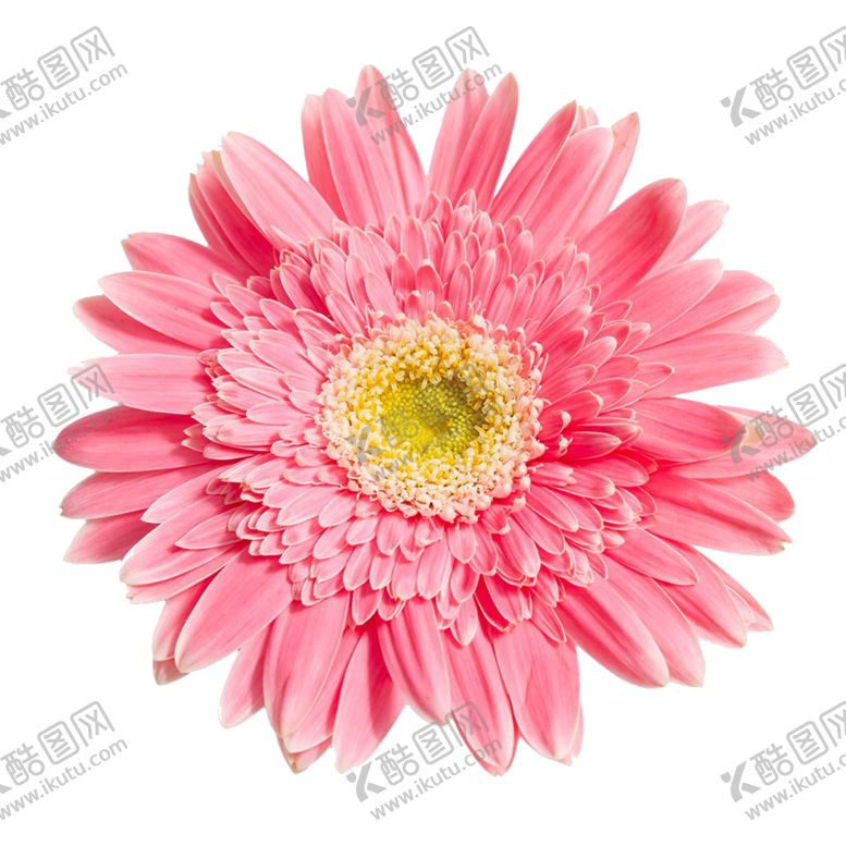 编号：33664205141935023284【酷图网】源文件下载-手绘植物花卉