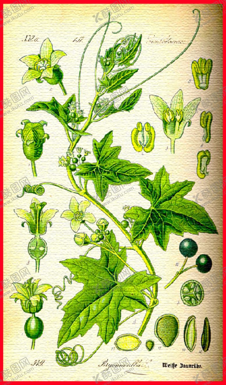 编号：10975404200837448103【酷图网】源文件下载-植物花卉