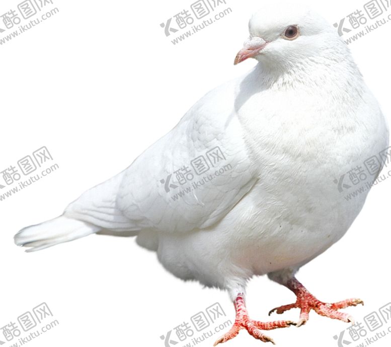 编号：32106509170856223879【酷图网】源文件下载-鸽子