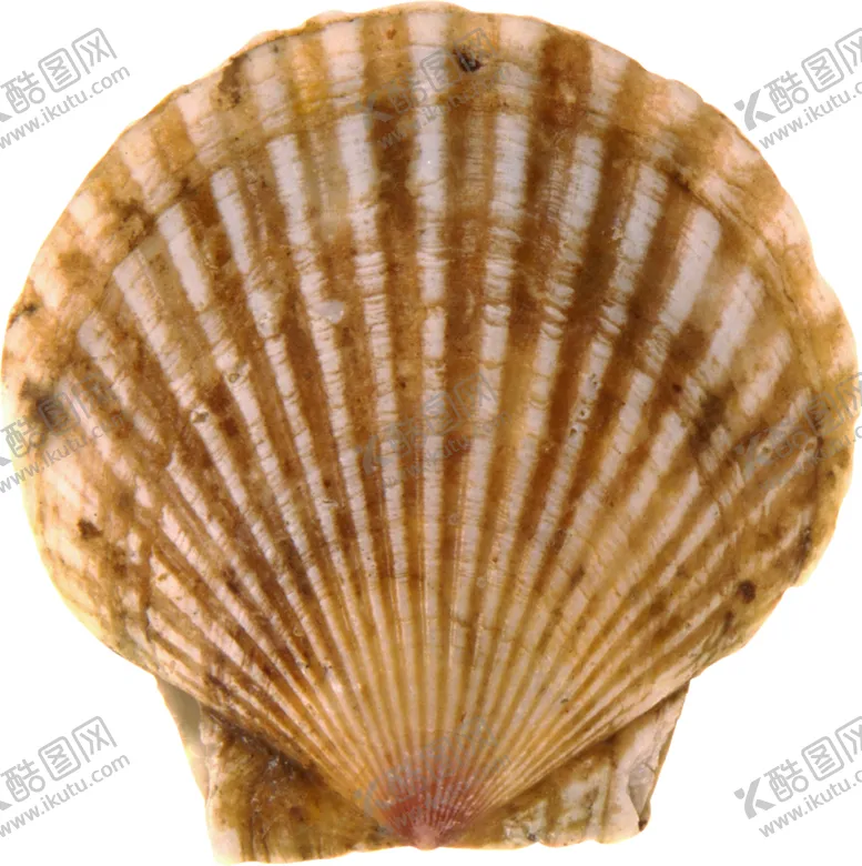 编号：57974805190608252128【酷图网】源文件下载-贝壳
