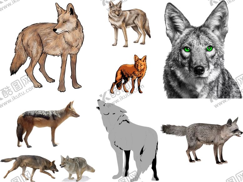 编号：78324607012139011817【酷图网】源文件下载-狼png免扣高清素材