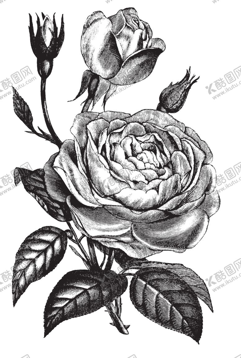 编号：72996409202058212586【酷图网】源文件下载-素描绘画植物花朵