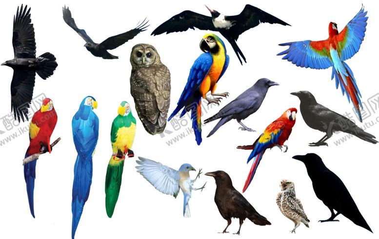编号：22254409161731592865【酷图网】源文件下载-鹦鹉