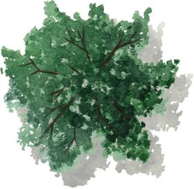 手绘植物园林树树叶