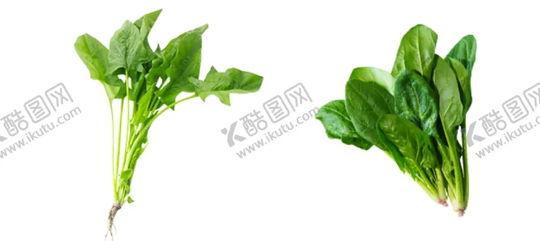 编号：43851404221138597479【酷图网】源文件下载-菠菜