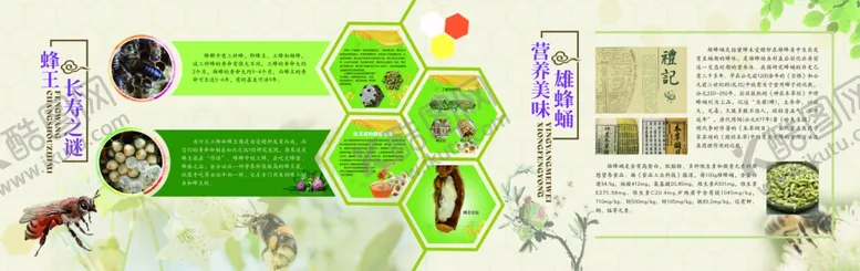 编号：64894107071238137774【酷图网】源文件下载-蜜蜂文化展厅墙面