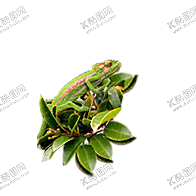 编号：80960409151313196955【酷图网】源文件下载-绿色相框