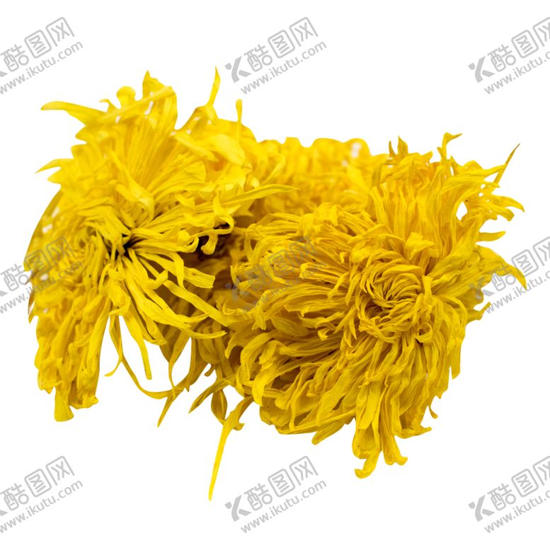 编号：95172909271436087695【酷图网】源文件下载-菊花