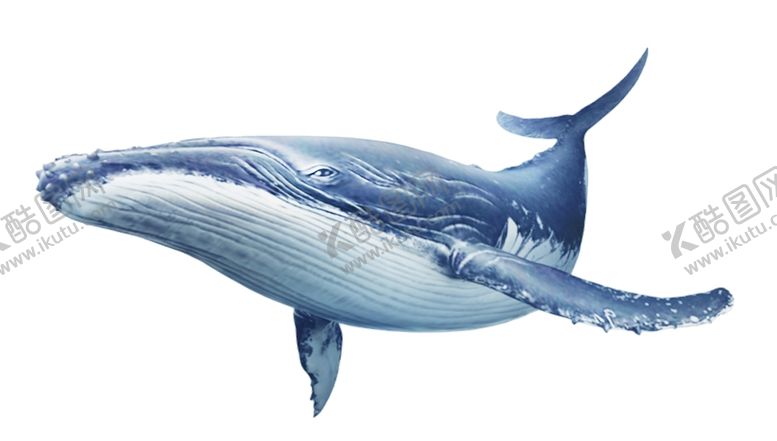 编号：45376810021747336867【酷图网】源文件下载-鲸鱼png