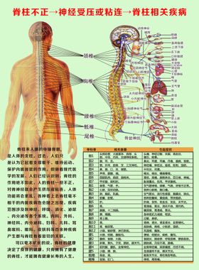 身体结构