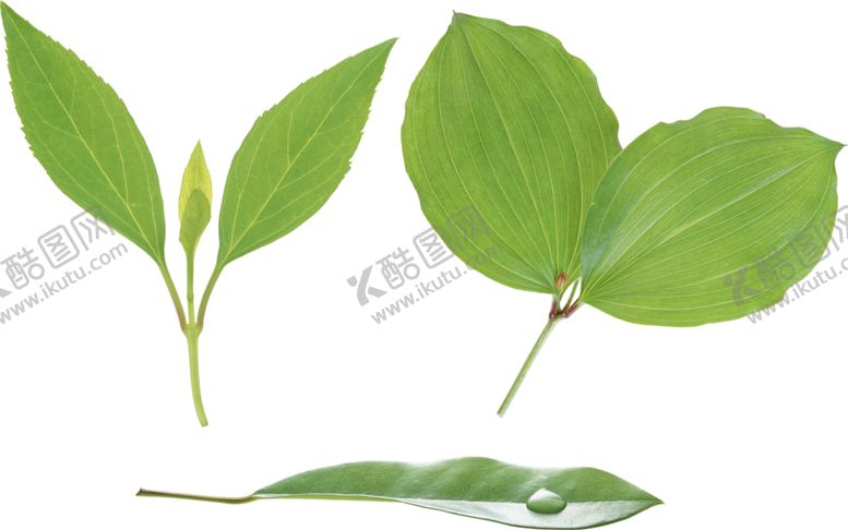 编号：96821310042244521019【酷图网】源文件下载-树叶