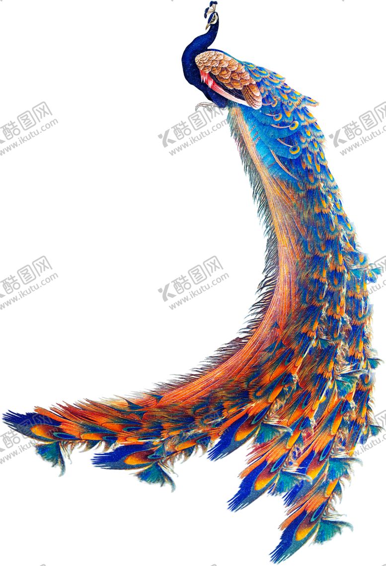编号：21436406261030588000【酷图网】源文件下载-孔雀