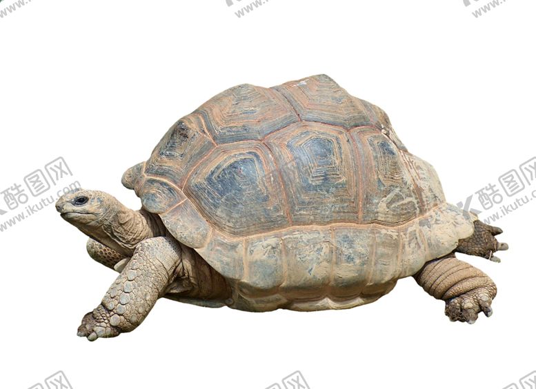 编号：18269909122329422125【酷图网】源文件下载-乌龟
