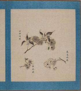 樱花