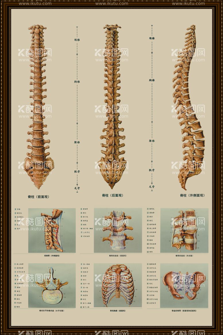 编号：64232210181950407205【酷图网】源文件下载-脊椎全息图