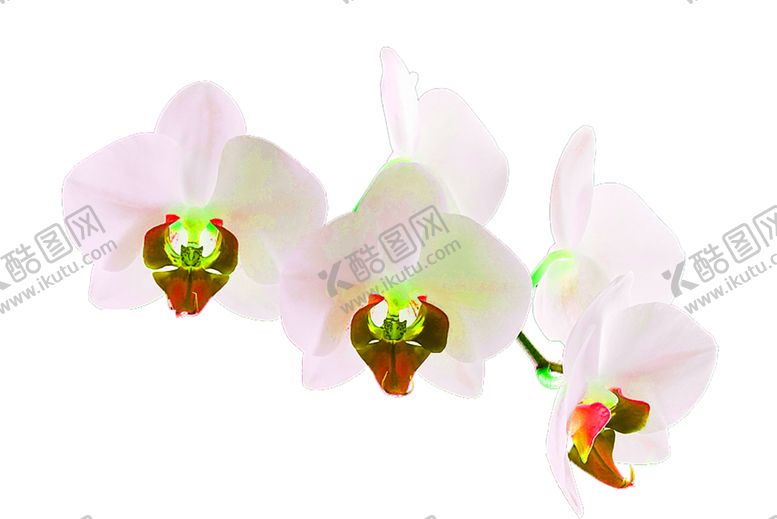 编号：70023809190050245521【酷图网】源文件下载-花素材