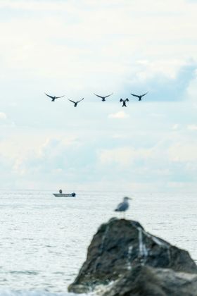 海鸥