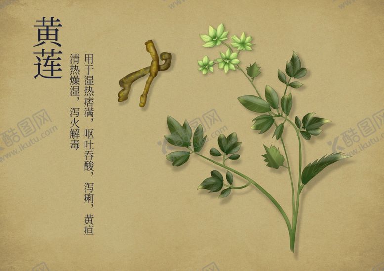 编号：89735302260317507619【酷图网】源文件下载-药材图谱