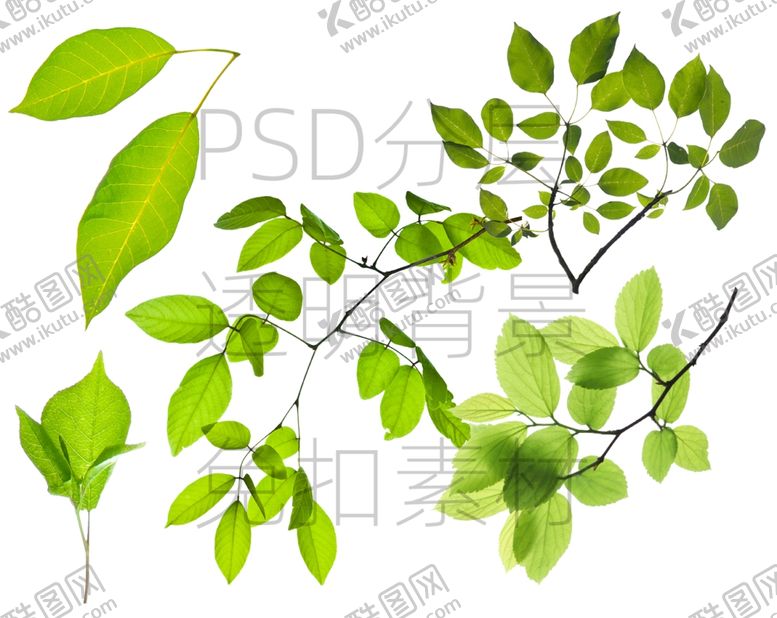 编号：27851909290035163465【酷图网】源文件下载-绿色树枝叶子透明背景免扣PSD