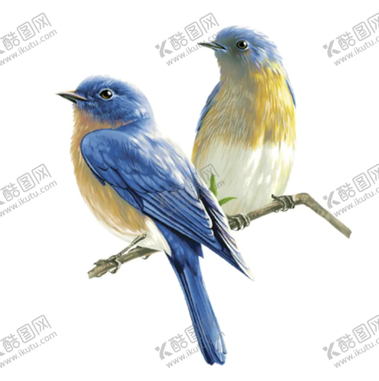 编号：70943106272314252965【酷图网】源文件下载-小鸟野生动物动物宠物温