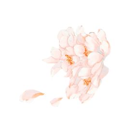花卉春天草粉色小清新