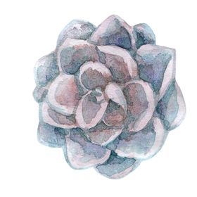 png格式植物花卉手绘素材插图朵插画型