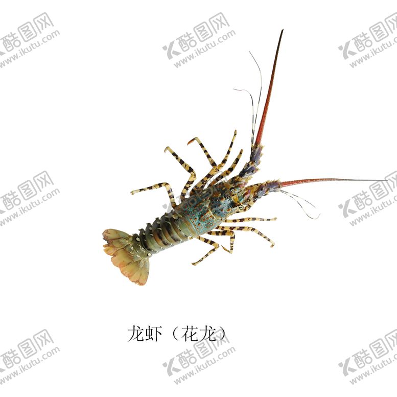 编号：73846209240130076520【酷图网】源文件下载-龙虾