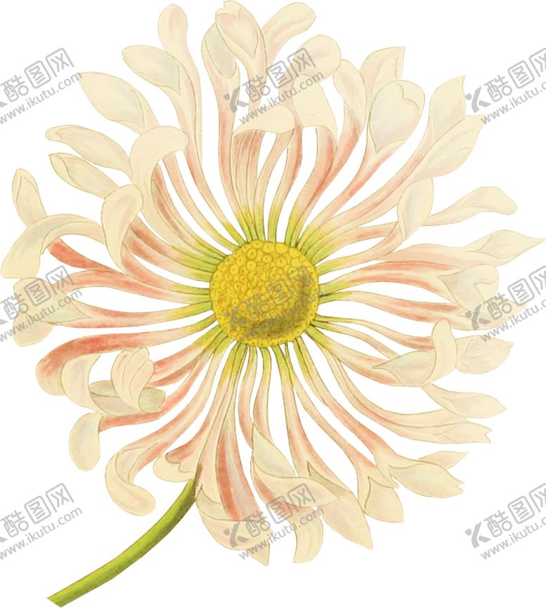编号：34312301260926509475【酷图网】源文件下载-手绘花卉