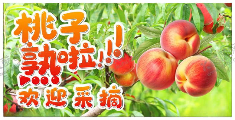 编号：42303002231629571082【酷图网】源文件下载-桃子熟啦