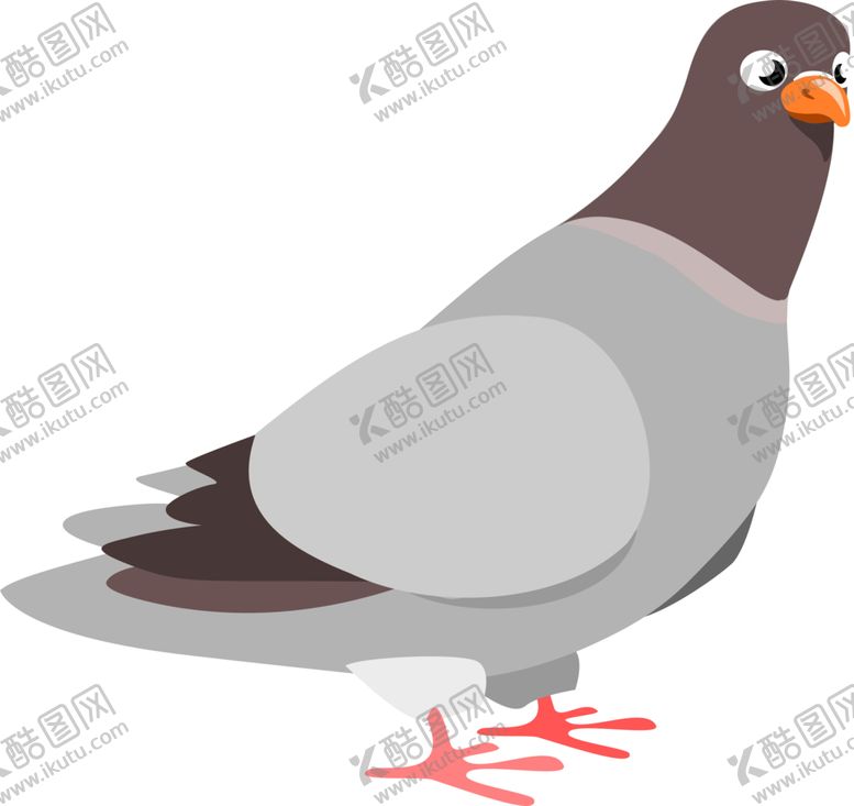 编号：99120002050547382533【酷图网】源文件下载-鸽子 白鸽 灰鸽 信鸽 赛鸽 