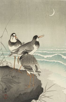 海鸥