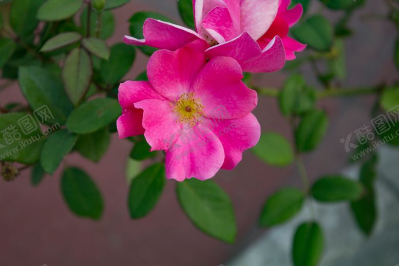 编号：23885010290525529452【酷图网】源文件下载-单瓣月季