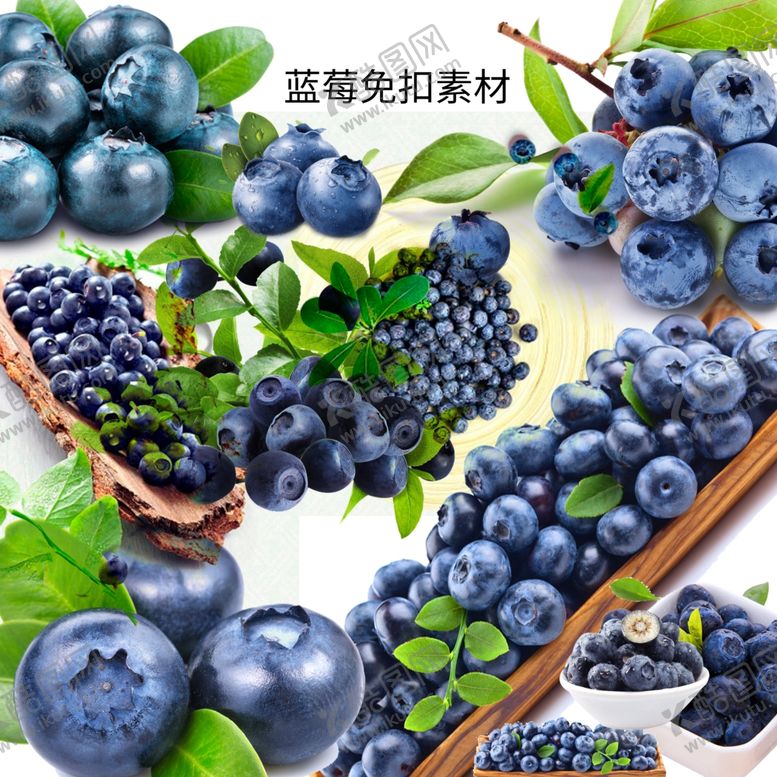 编号：83004909131051311807【酷图网】源文件下载-蓝莓共享免扣图