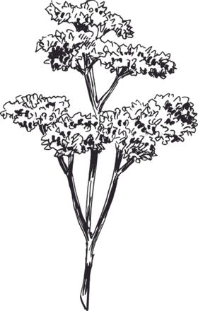 仙人掌 花 