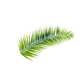 植物