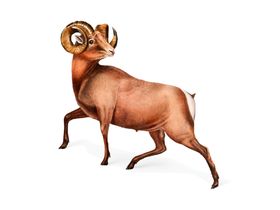 野生动物插图