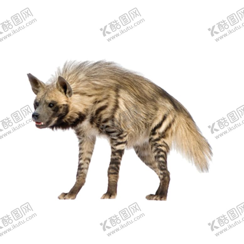 编号：85985109302116553566【酷图网】源文件下载-土狼