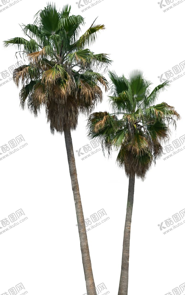 编号：50131602120854265703【酷图网】源文件下载-植物元素椰子树